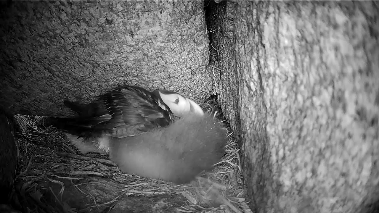 Puffling Preening & Snuggling | Audubon Project Puffin Explore Highlights