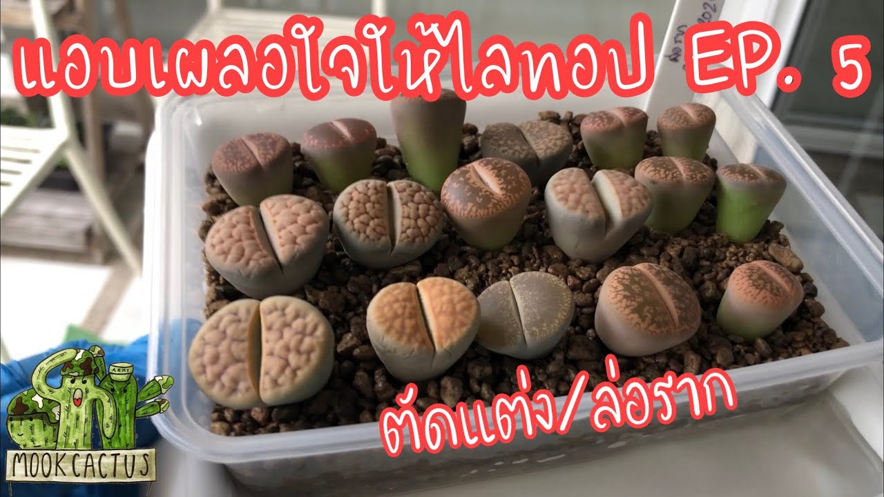 ตัดแต่ง/ล่อราก ไลทอป | แอบเผลอใจให้ไลทอป EP. 5 | MookCactus