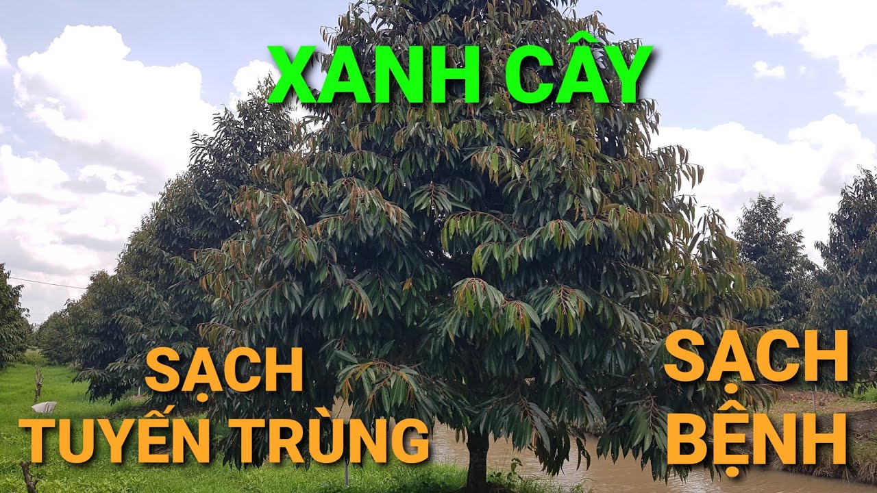XANH CÂY: NHỜ SẠCH TUYẾN TRÙNG RỄ & NẤM KHUẨN || CHITOSANEXTRA LUÂN PHIÊN F760 @SAURIENGMIENTAY 
