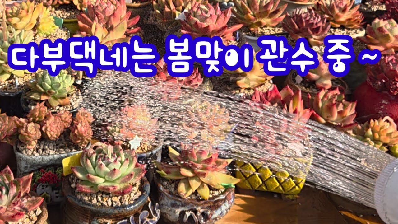 봄맞이 전체관수하는 다부댁네 ~다육이 전체 관수해요  