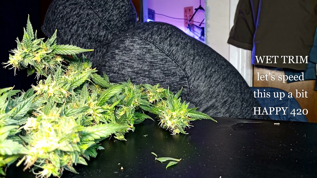 BlackJack/GDP HARVEST