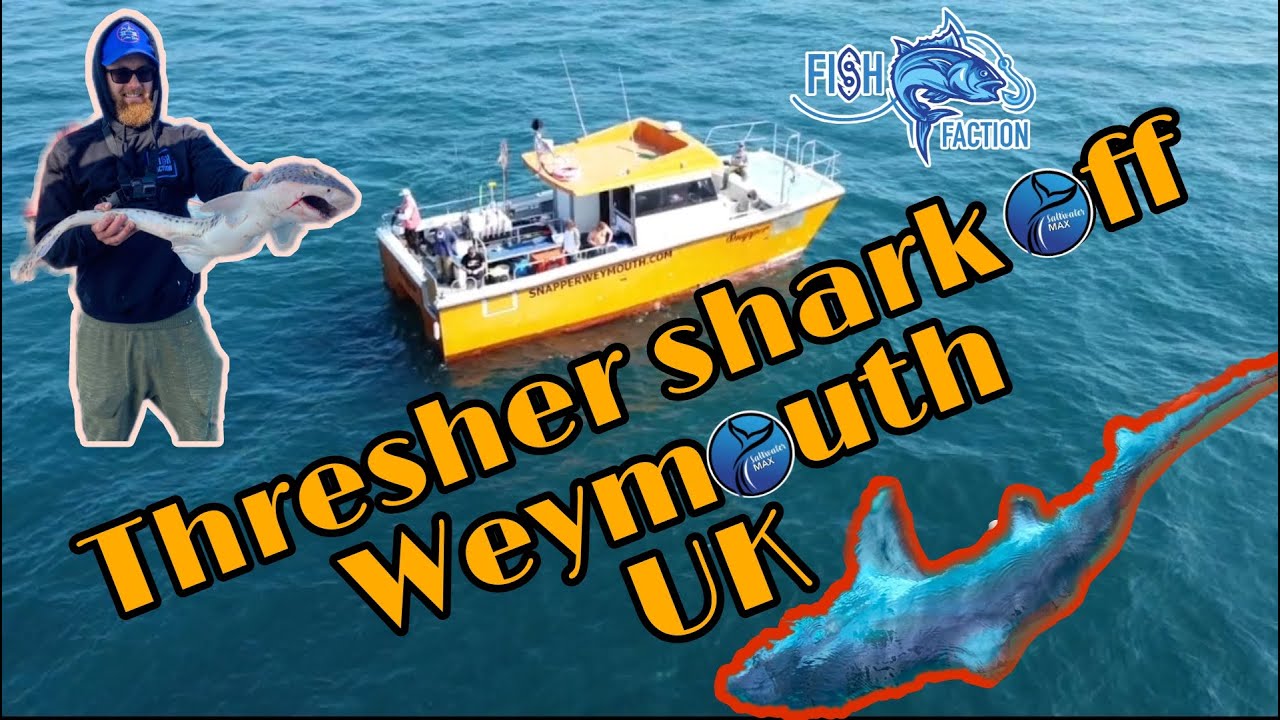 200LB THRESHER SHARK caught in Weymouth England! #threshershark #dorset #monster
