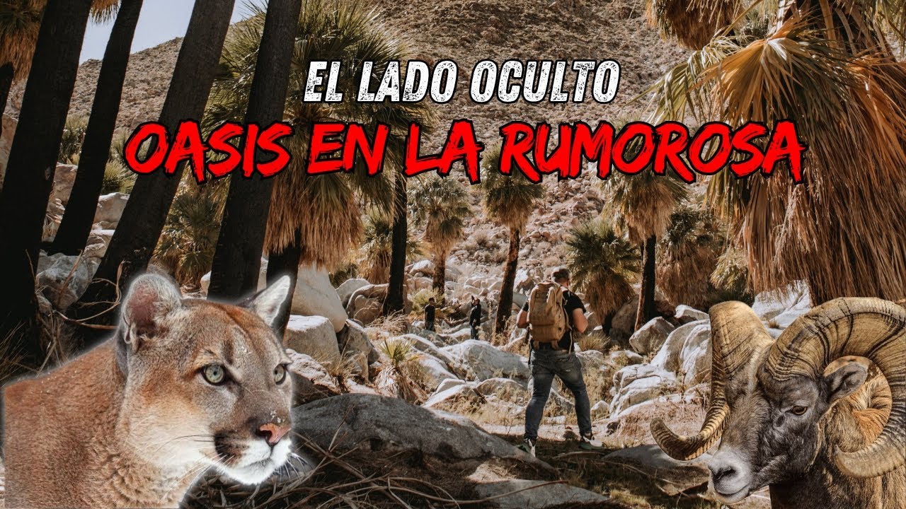 🌵💀 Oasis Perdido en La Rumorosa: Lo Que Nadie Te Cuenta 🌊🚗