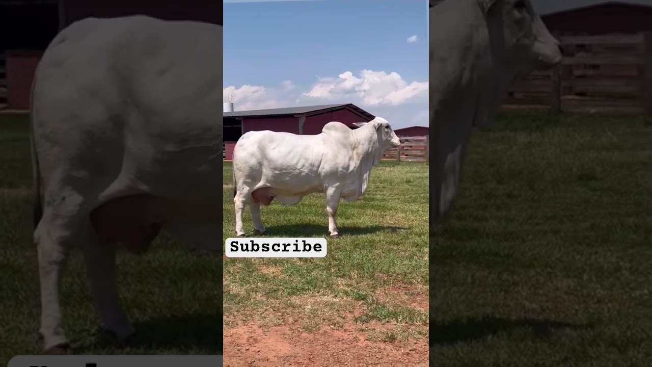 Nelor pintado new ranch cow breed in American farmers #brahman #cow_farming #trending #cattlefarming