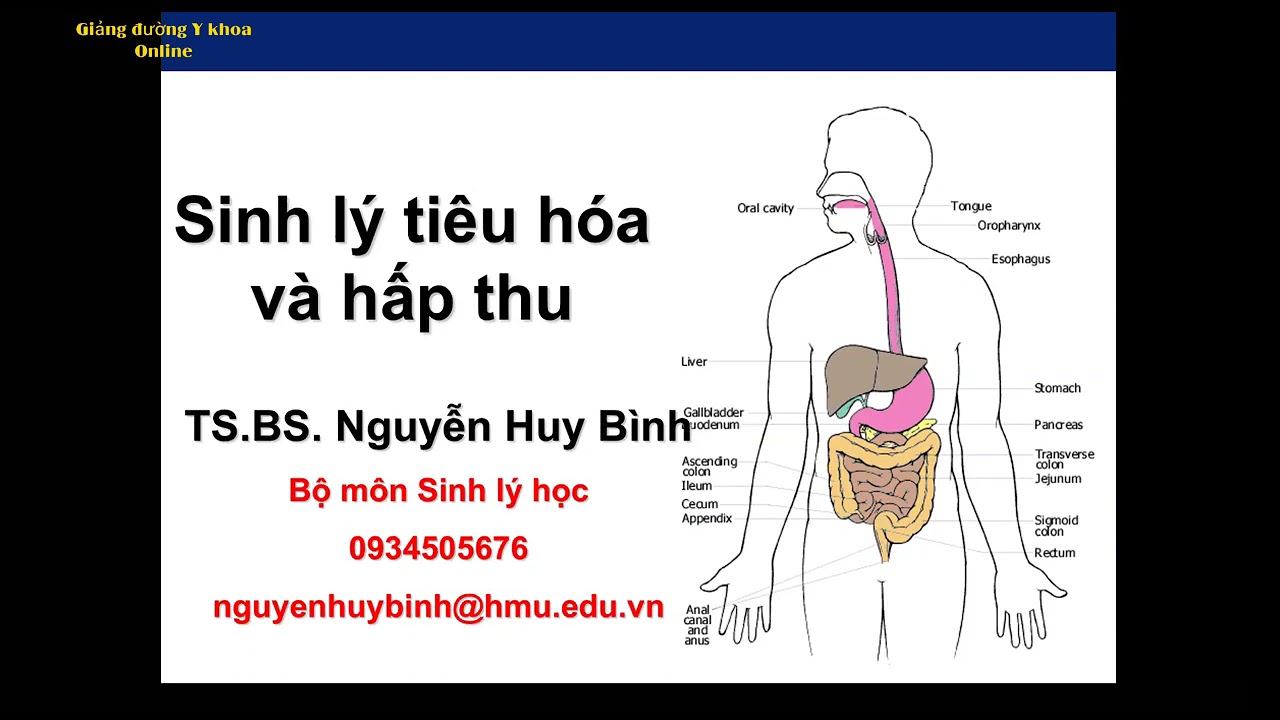 Sinh lý tiêu hóa và hấp thu | TS. BS. Nguyễn Huy Bình