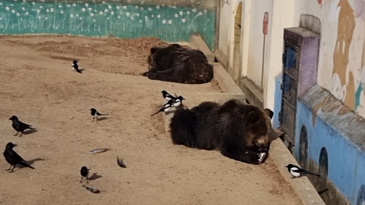 불곰과 새들 #에조불곰 #Bear #달성공원 