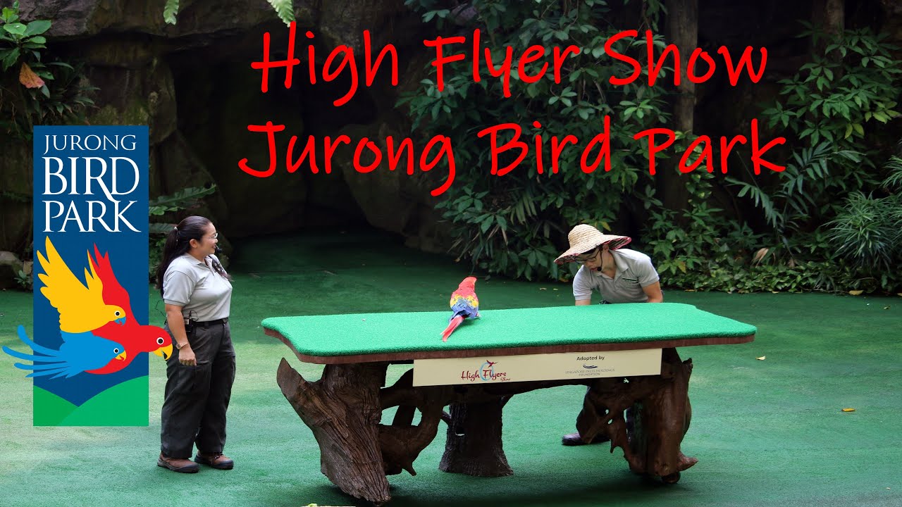 High Flyers Show Jurong Bird Park Singapore