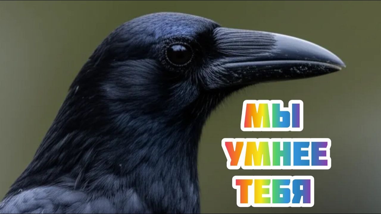 Вороны умнее Мансура 😳🤦
