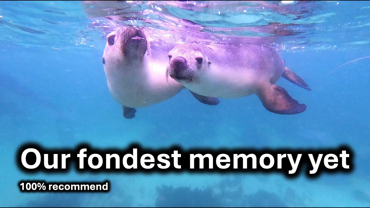Ep20 | Sea Lion Encounter | Jurien Bay | Sandy Cape |