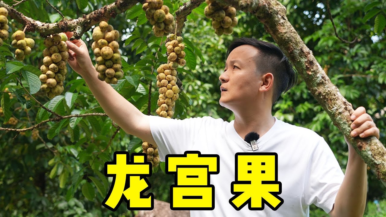 【水果猎人】泰国龙宫果很便宜，国内为啥那么贵？