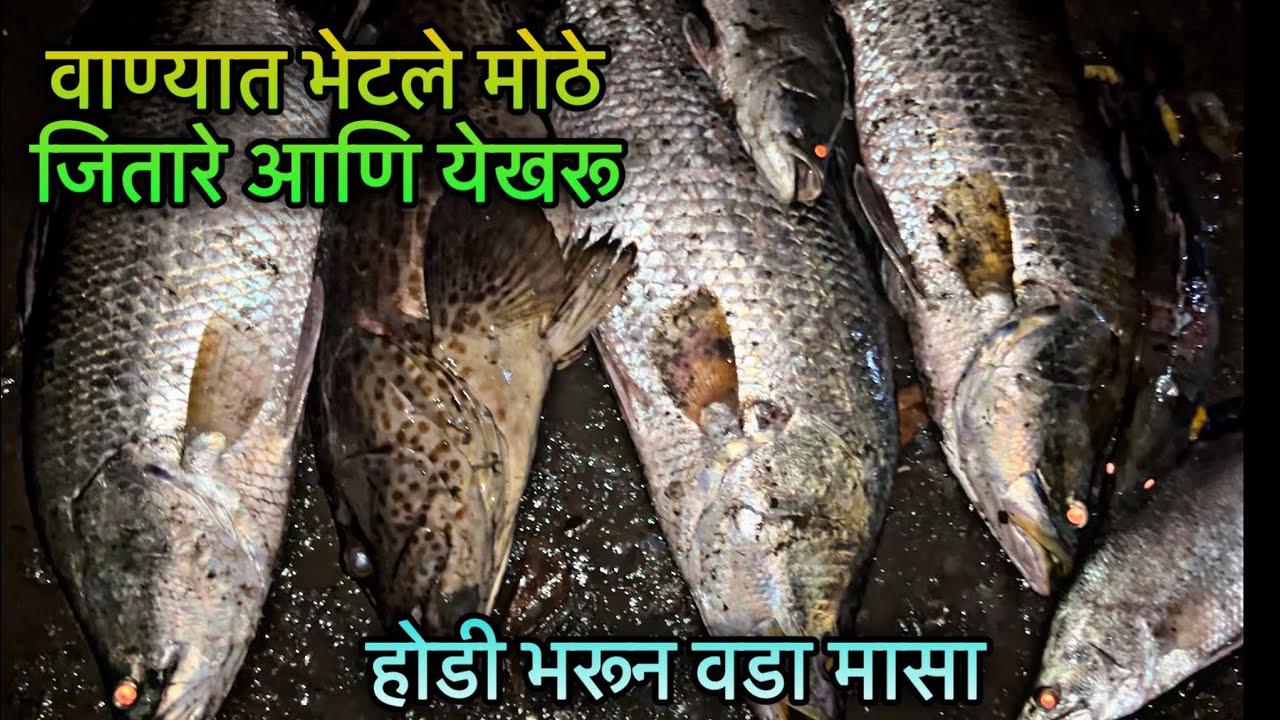 Vana masemari | वड्यान भरला वाणा | वाण्यात भेटली मोठी जितारी आणि येखरू | Big Barramundi | Grouper