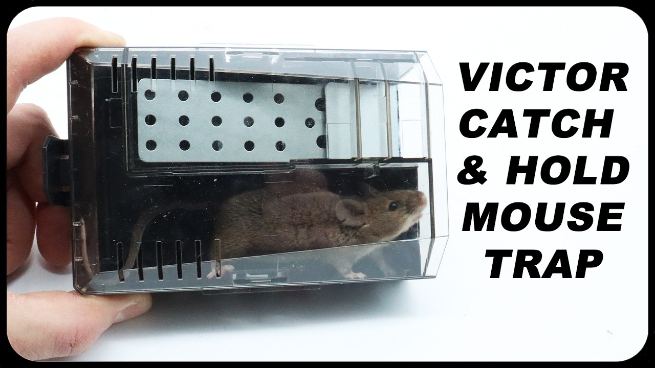 Новая модернизированная мышеловка Victor Catch & Hold. Мышеловка понедельника.