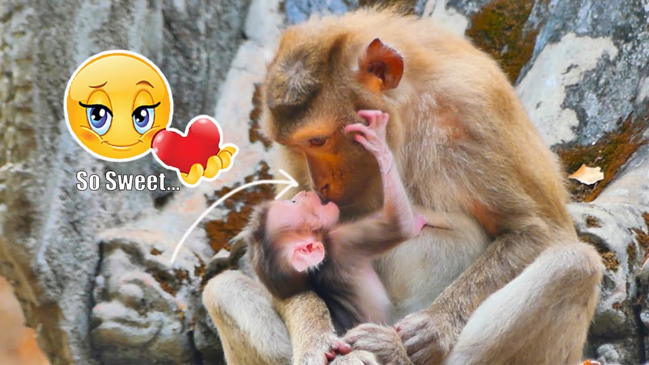 Wow, So sweet...Cute baby monkey ROBERT acting very sweet with Mum ROBY, ROBY takes care of the baby