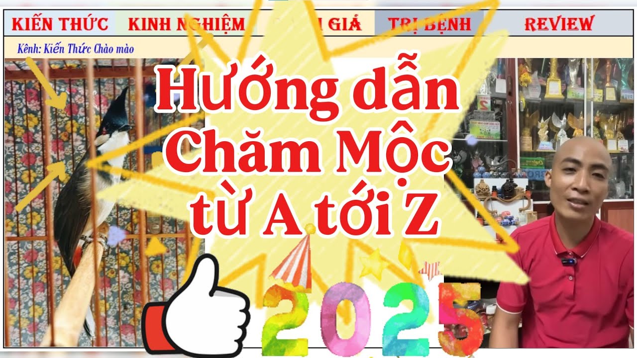 Full Hướng Dẫn chăm Chim Chào mào Bổi-Mộc Già rừng, Chim Tơ Thuần Lồng