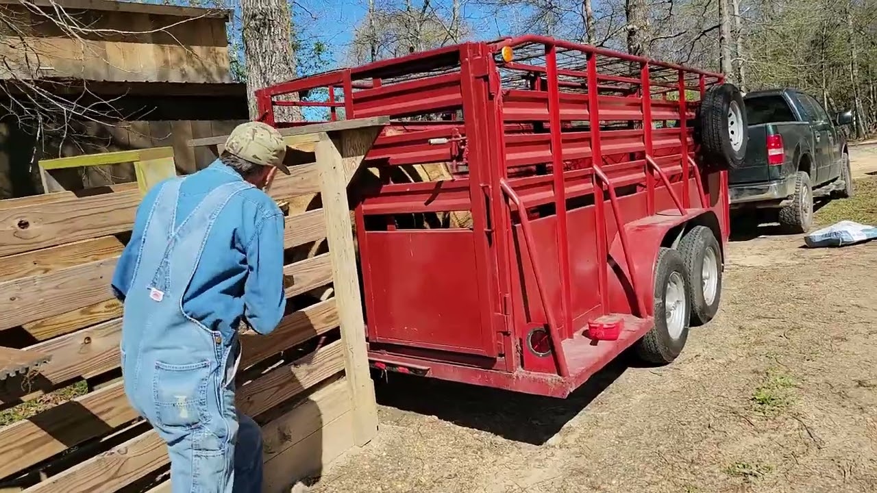 Cows are STUBBORN! | Moving Candy to Pecan Grove | Dexter Cows