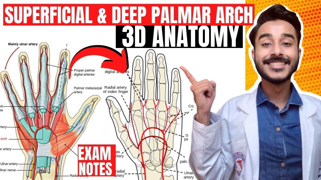 deep palmar arch anatomy 3d | superficial palmar arch anatomy | blood supply of upper limb anatomy
