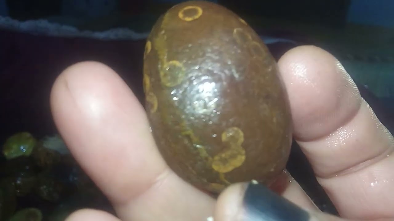 نوادر الاحجار الداوودى 