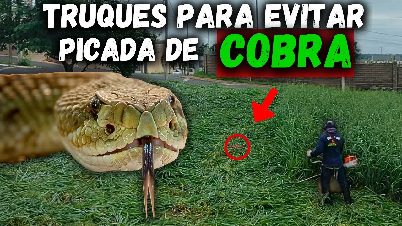 Como Evitar Picada de Cobra Numa Ro&ccedil;ada de Mato Alto | Dia Dia do Jardineiro