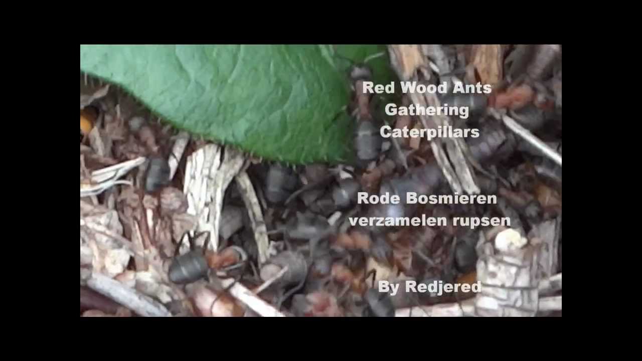 RED Wood Ants gather living Caterpillars / Rode Bosmieren verzamelen rupsen