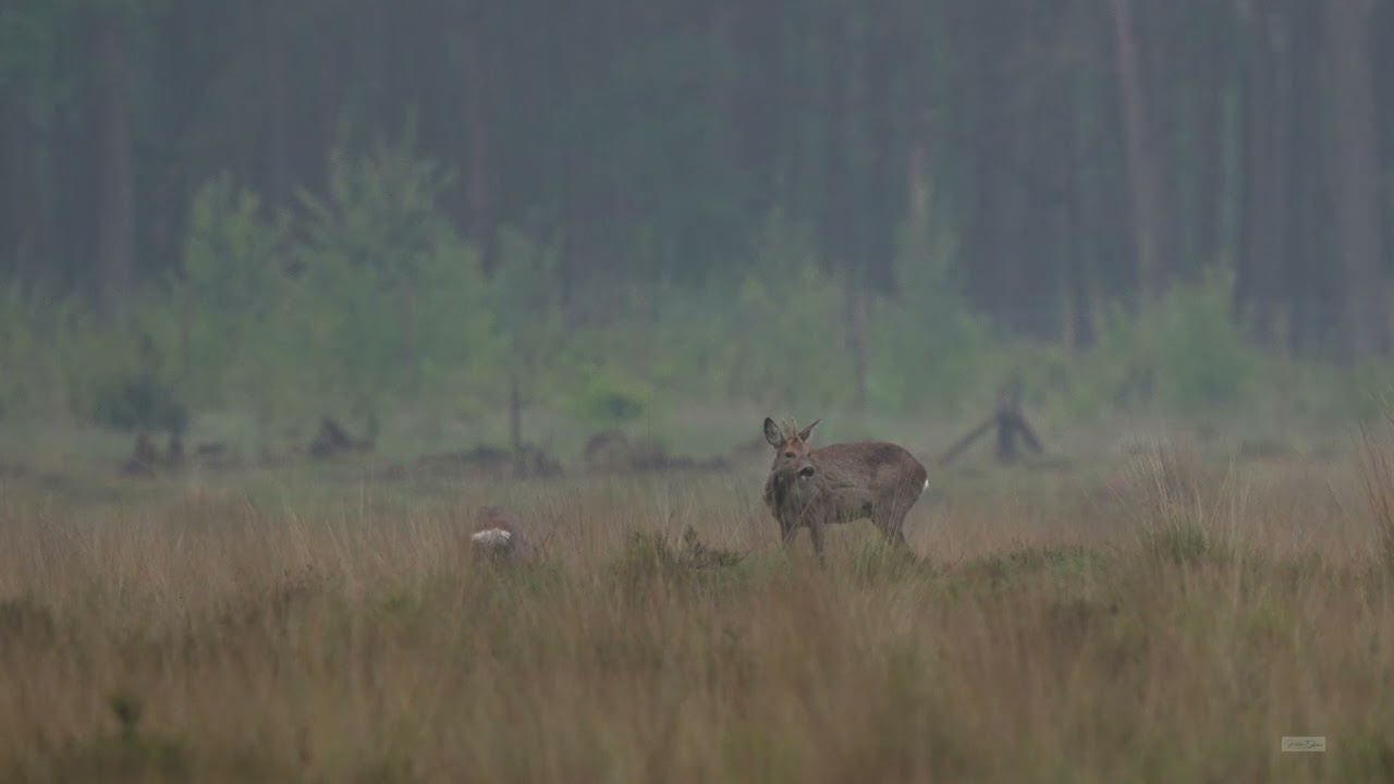 Reeën Strabrechtse Heide 4K