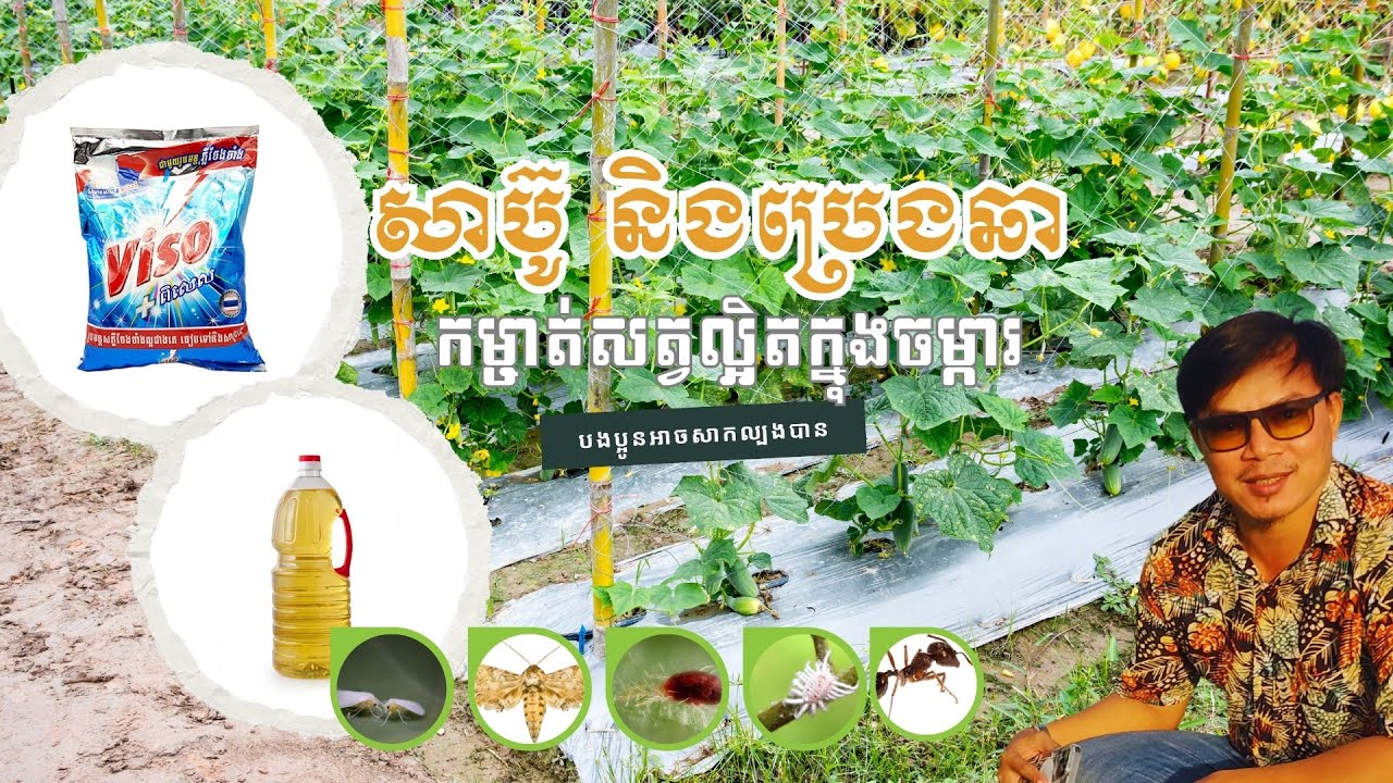 បទពិសោធន៍គ្រប់គ្រងសត្វល្អិតលើដំណាំបន្លែ ដោយប្រើសាប៊ូ និងប្រេងឆា