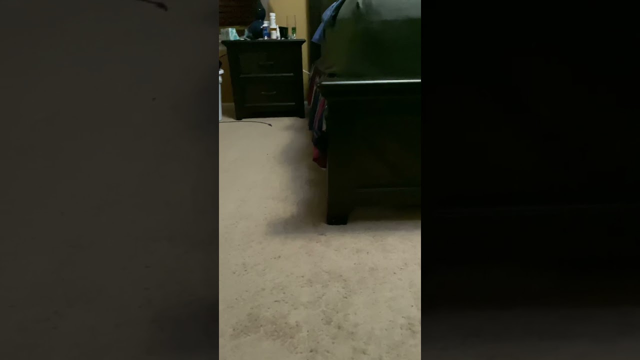 Corgi puppy gets the zoomies in the bedroom