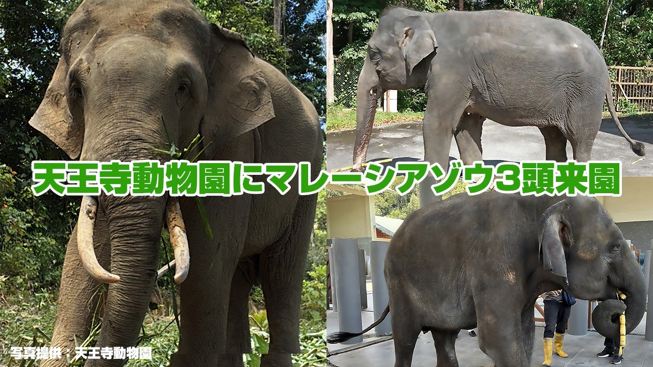 天王寺動物園にマレーシアゾウ3頭来園