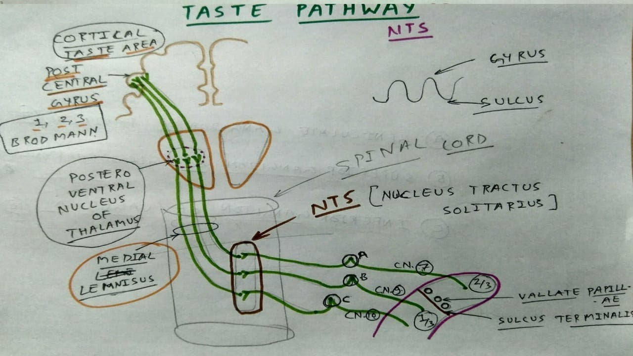 Taste Pathway