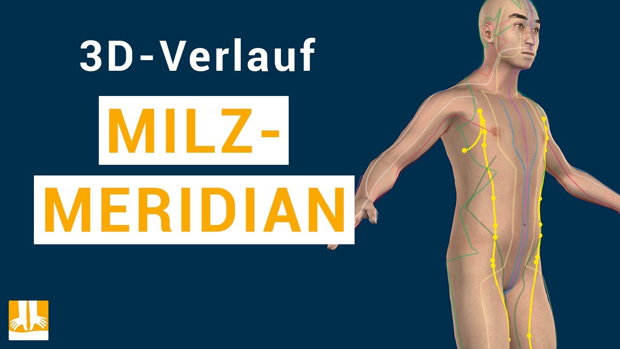 Der Milzmeridian - 3D-Verlauf von Punkt zu Punkt