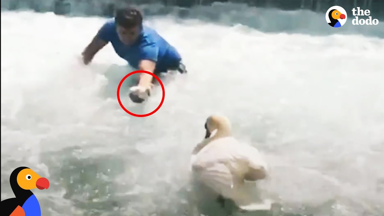 Man Rescues Baby Swan and Reunites Him With Mom | The Dodo