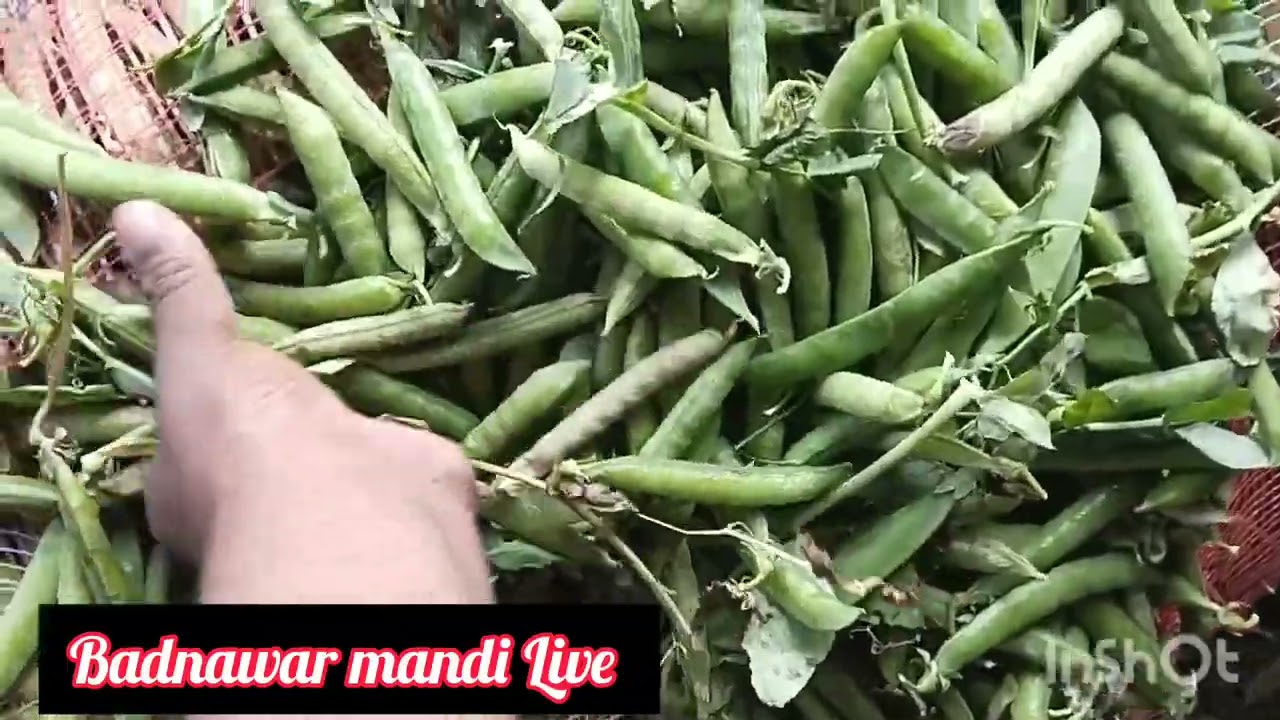 हरा मटर फली भाव बदनावर मंडी,24 जनवरी 2025 ,green mater ret,,tooday matar ret badnawar mandi