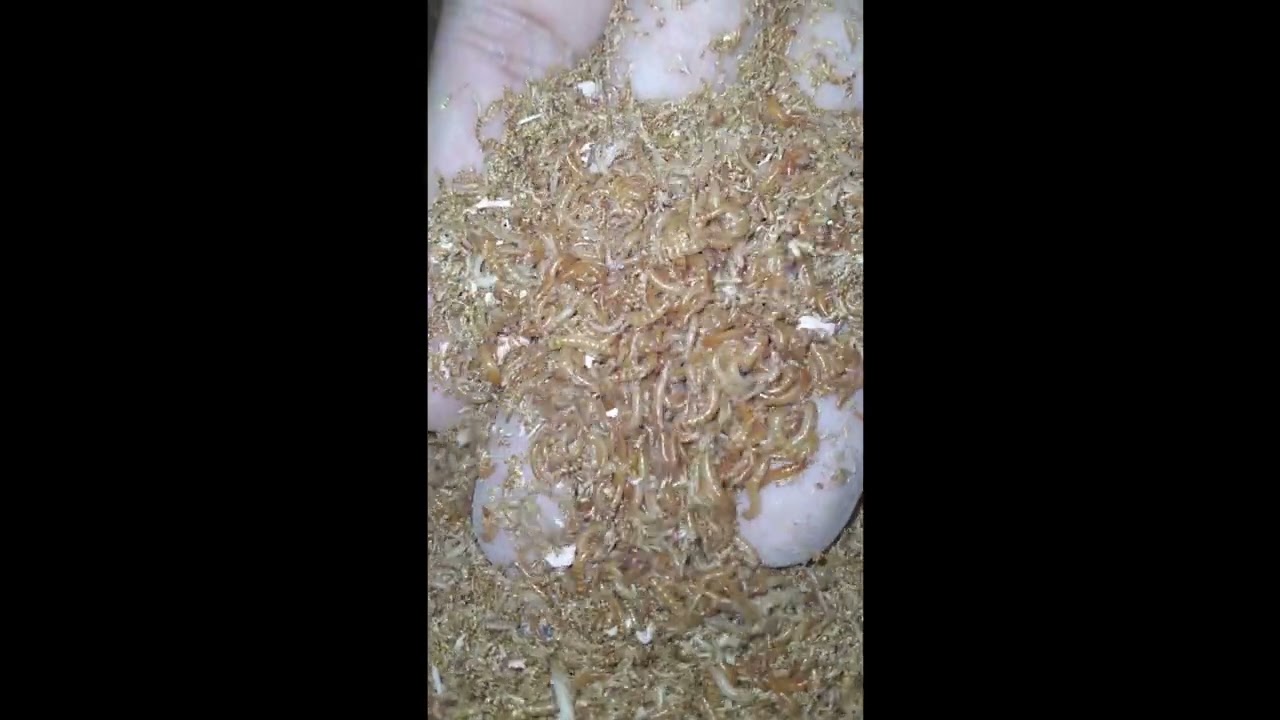 Organic Buffalo Worms  l UAE 🇦🇪