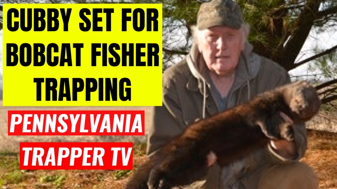 Cubby Set For Bobcat Fisher Trapping