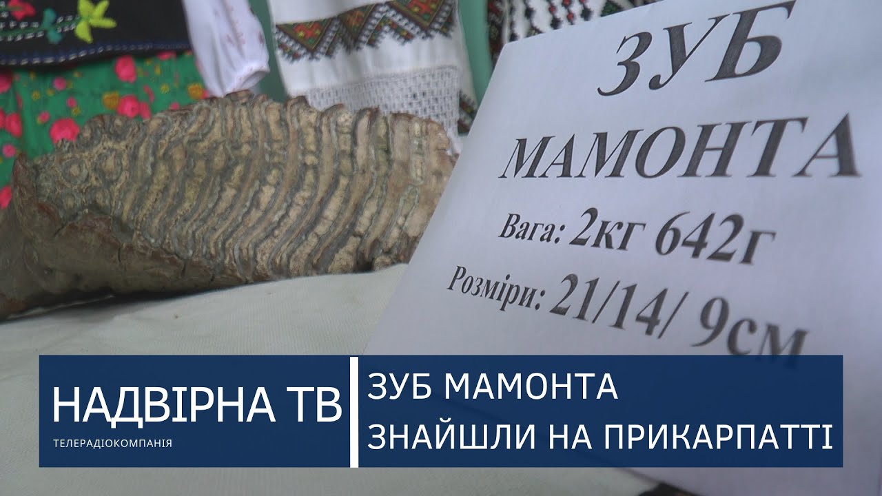 ЗУБ МАМОНТА НА ПРИКАРПАТТІ