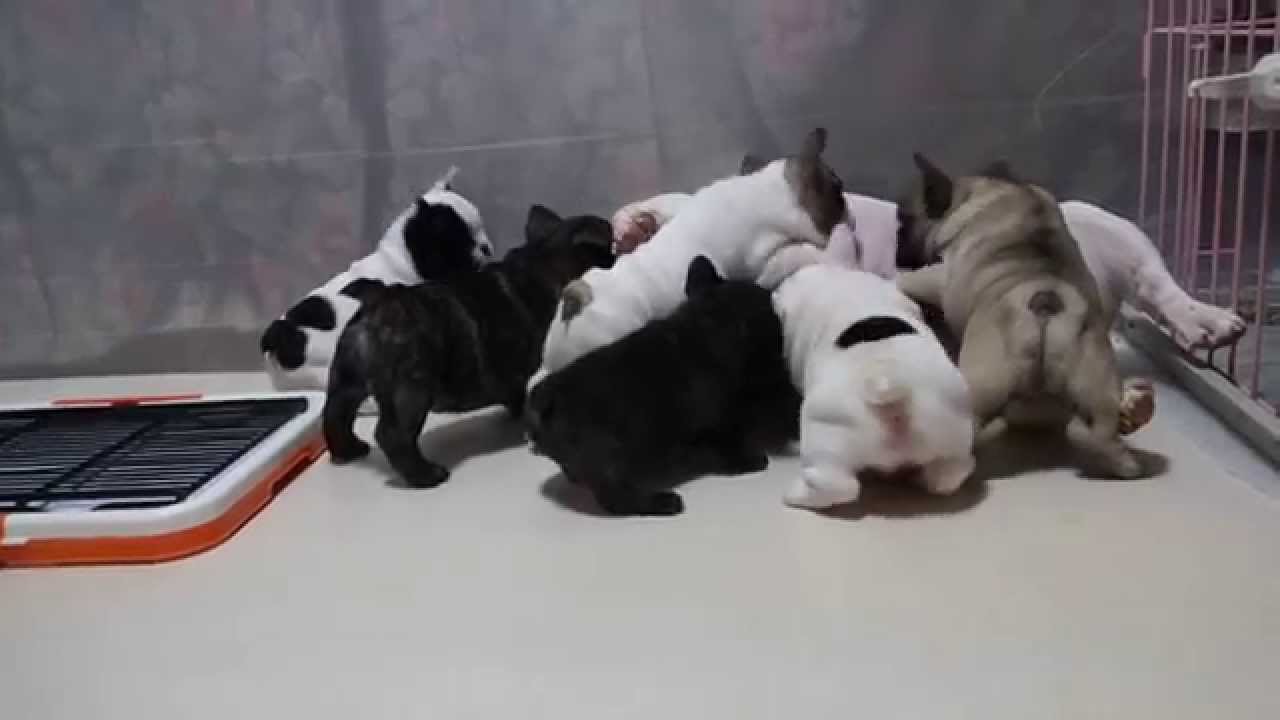 french bulldog puppy`s by gargoyles kennel