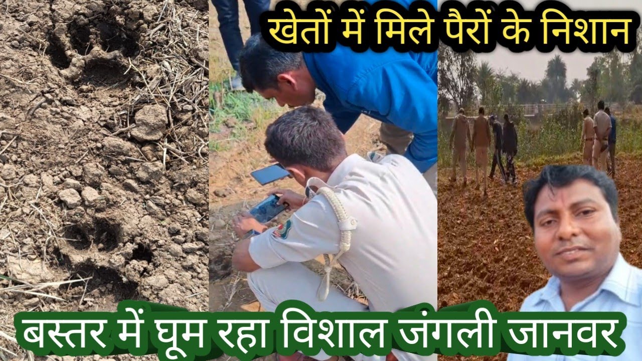 बस्तर में घूम रहा विशाल जंगली जानवर | Tiger | बाघ | खेतों में मिले पैरों के निशान | जगदलपुर तोकापाल 