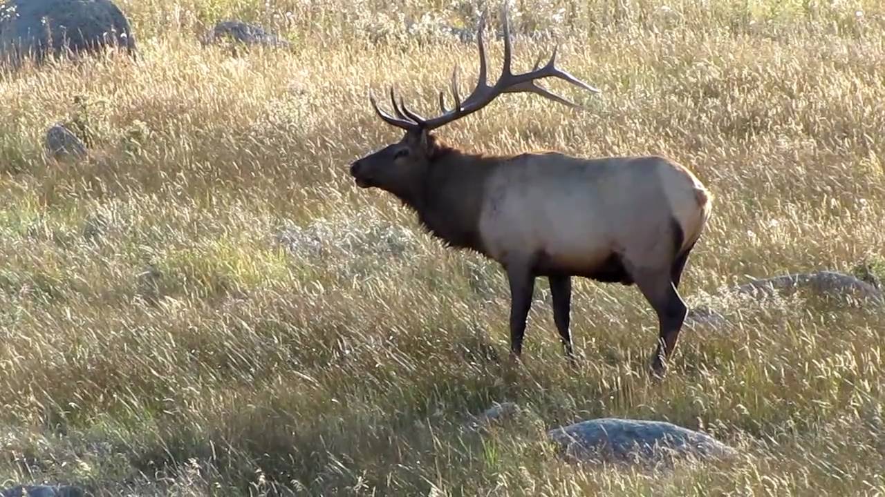 Elk Drinking A Beer or Two!
