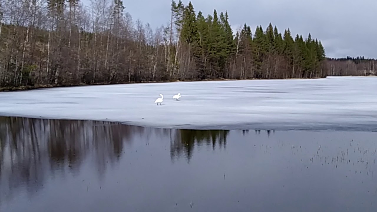Joutsenet Iso-Lylyjärvi Leppävirta. 16.4.2020