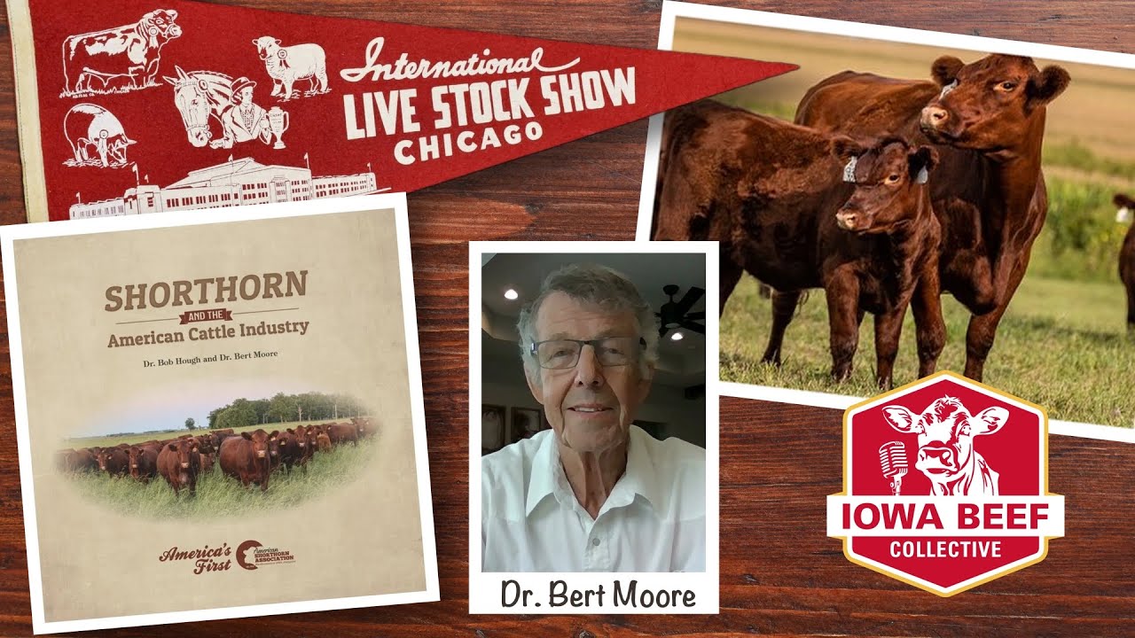 The Chicago International, Shorthorns for Life, and 40 years of Ranch Kids