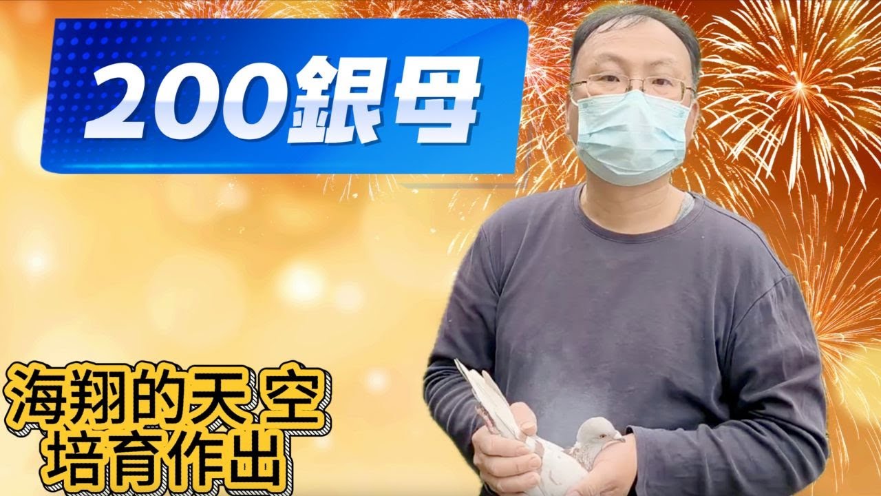 海翔的天空培育賽鴿【編號9】 銀母200(父)大北區黑目4號X草屯27位 (母)2011886543沈飛克4位同父異母修斯肯【分享交流2W】#賽鴿 #賽鴿比賽 #賽鴿交流