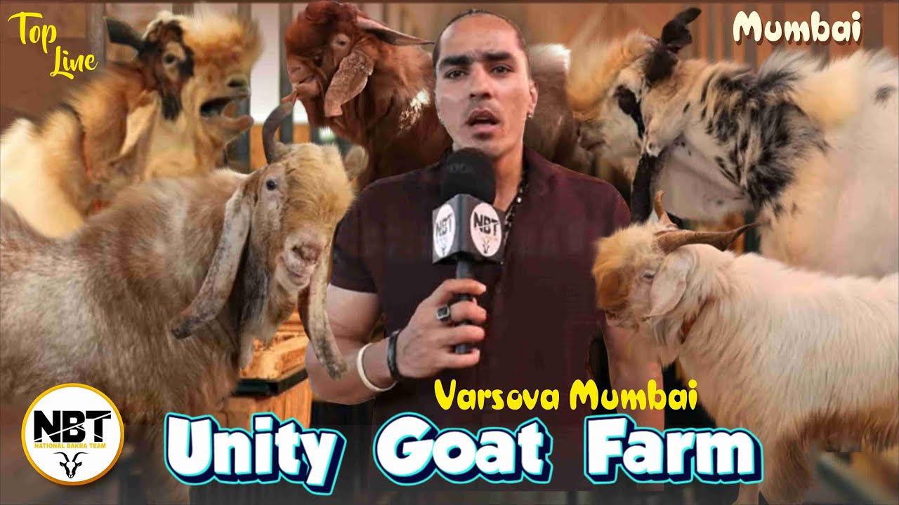 Top Quality Goat’s Collection In Varsova At Unity Goat Farm