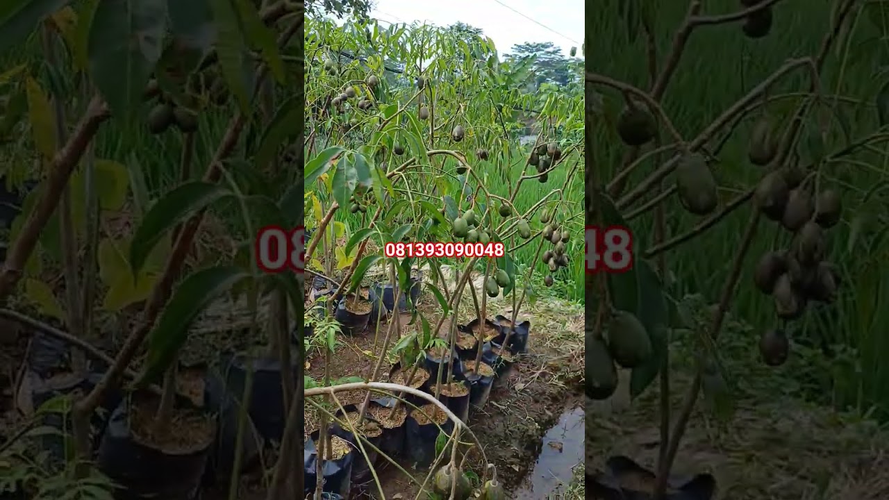 bibit dondong mini berbuah lebat virall