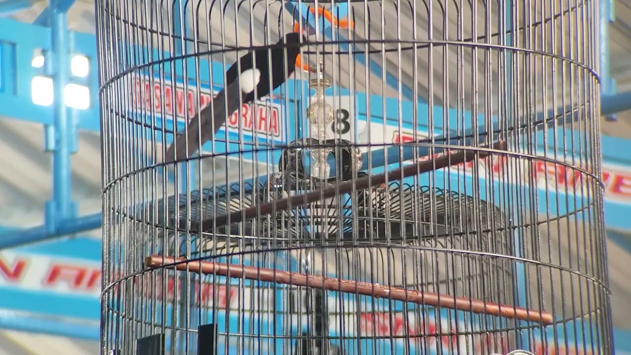 Aksi gila Mb Jhosua di gelaran shc feat radjalogam burung sampai jatuh 1x masih juara // rms sragen