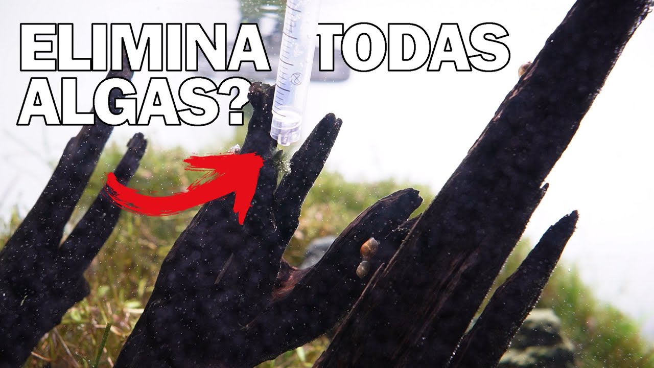 Carbono Líquido SUBSTITUI CO2? Tudo sobre Carbono Líquido
