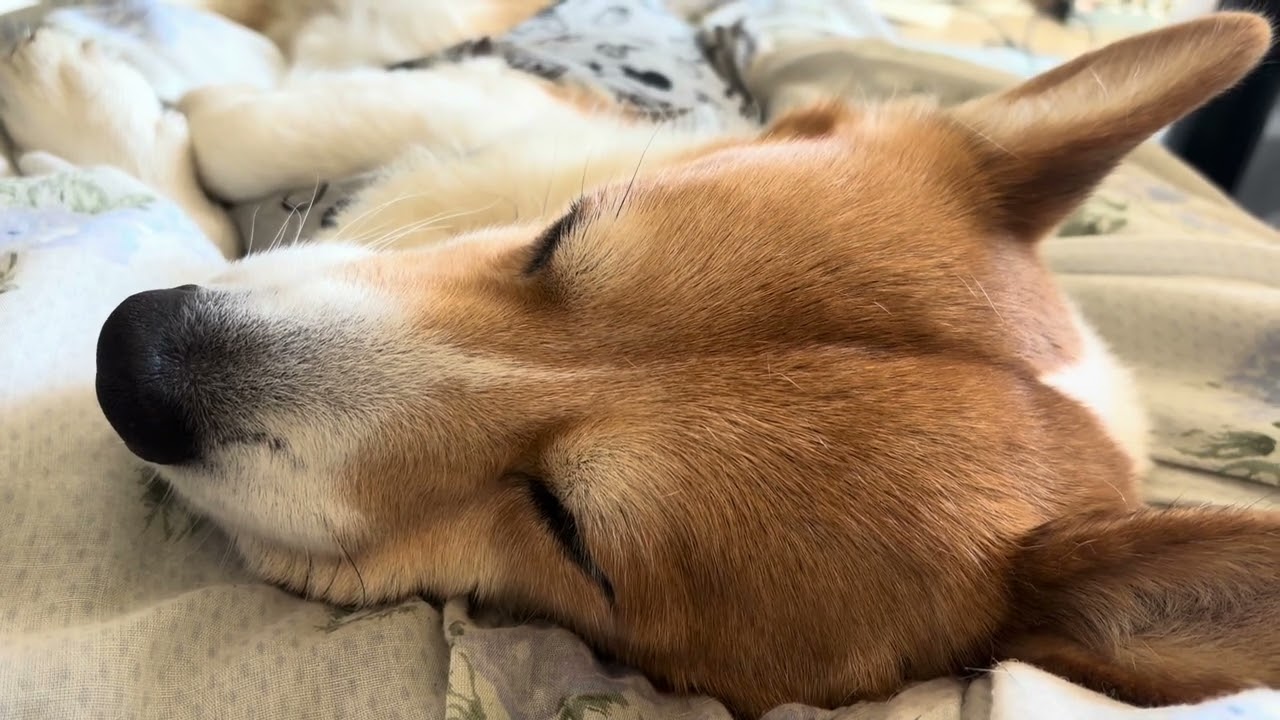 (corgi)エケチェン(コーギー)