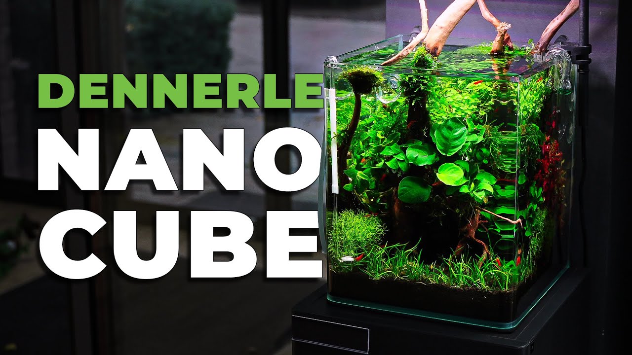 MESMERIZING 20L Nano Aquarium with Orange Sakura Shrimp