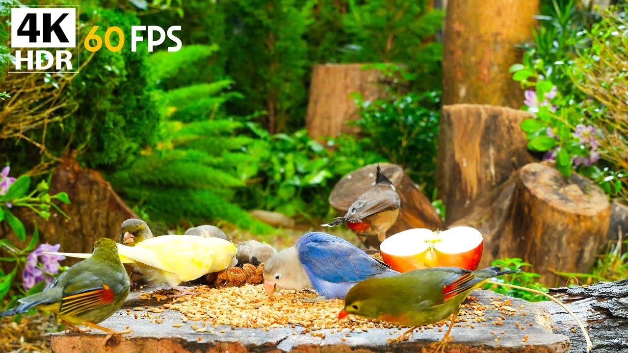 Cat TV for Cats to Watch 😺🐦 The Cutest Birds 🐿 Cat Games 4K HDR