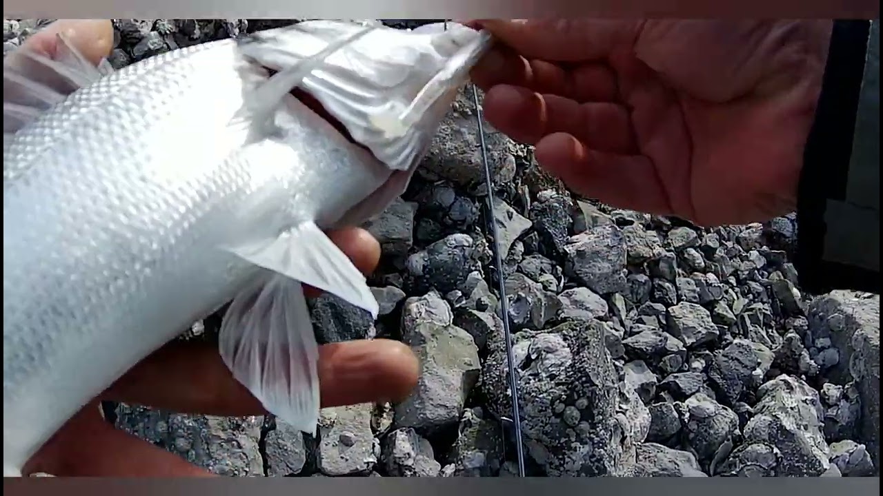 Pêche à Gravelines _1er fish de l'année