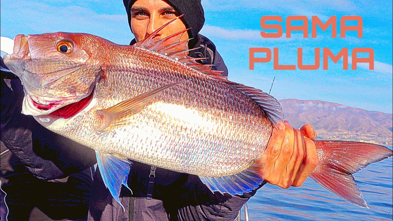 💥Récord de Sama Pluma al Vivo para David | Pesca en Embarcación
