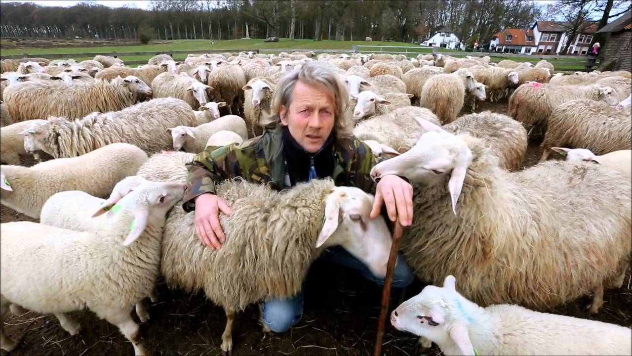 Schaapskudde Ede voor 't eerst de hei op